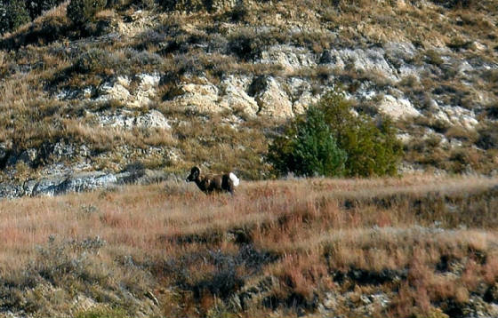 Big horn sheep.jpg